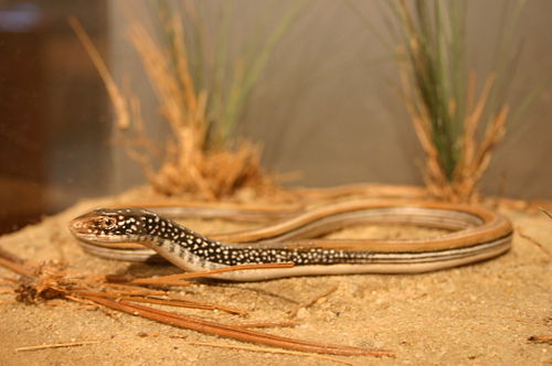 Mimic glass lizard